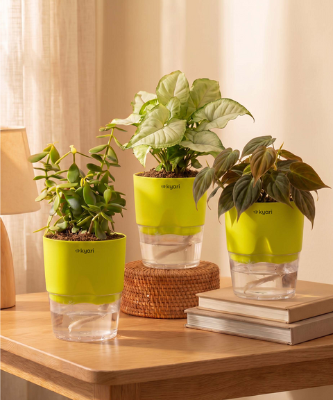 Air Purifying Combo - Set of 3 Self Watering Plants
