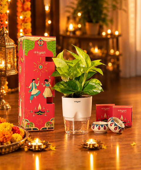 Gleam Hamper - Golden Money Plant With Poetic Self Watering Pot