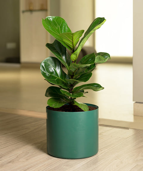 Ficus Lyrata - Fiddle Fig- Zen Planter