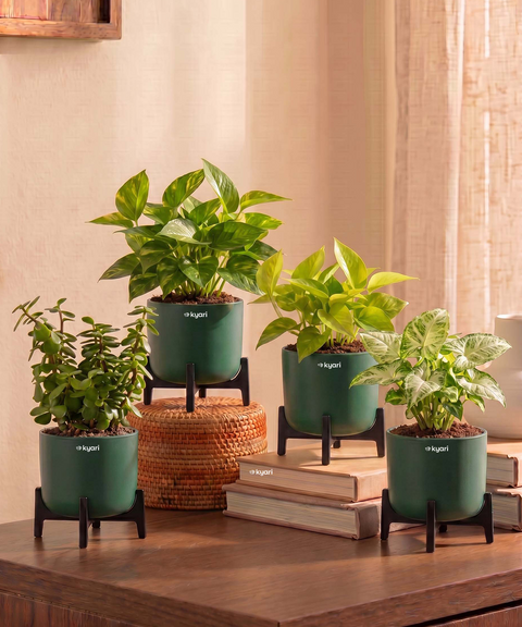 Lucky Plants Combo - Set of 4 Self Watering Plants