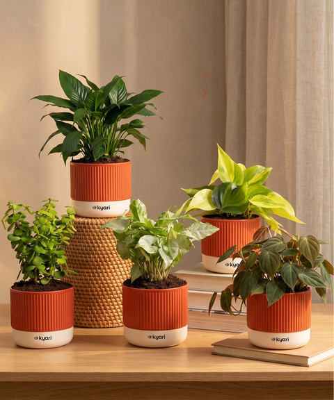 Air purifying Combo - Set of 5 Self Watering Plants