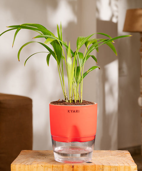 Areca Palm Plant - BYOB