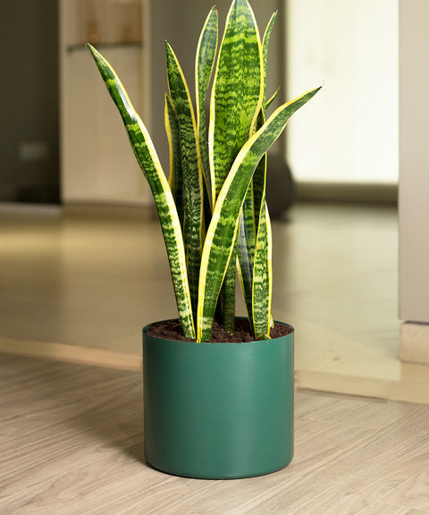 Sansevieria Laurentii with Zen Planter