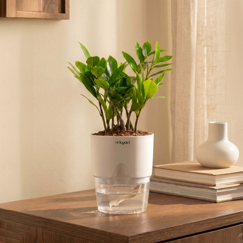 Zamia Green - ZZ Plant With Self Watering Pot