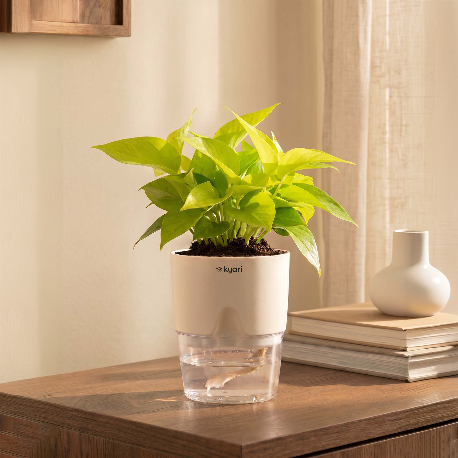 Golden Money Plant - BYOB