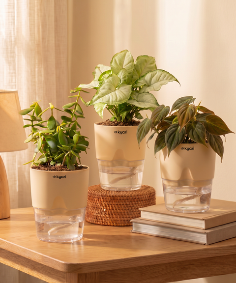 Air Purifying Combo - Set of 3 Self Watering Plants