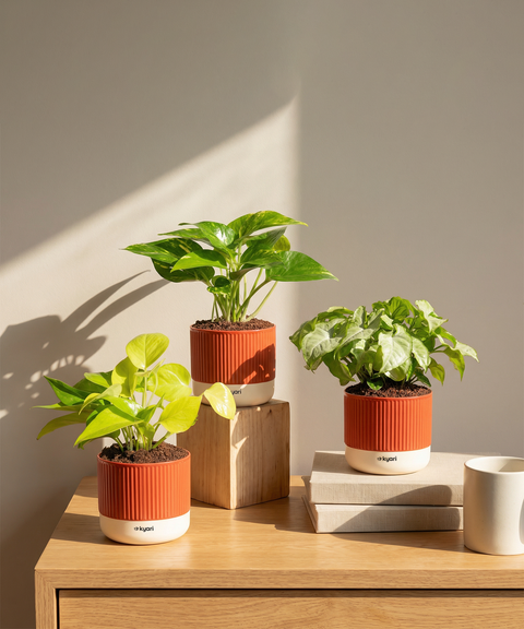 Work Desk Air Purifying Trio