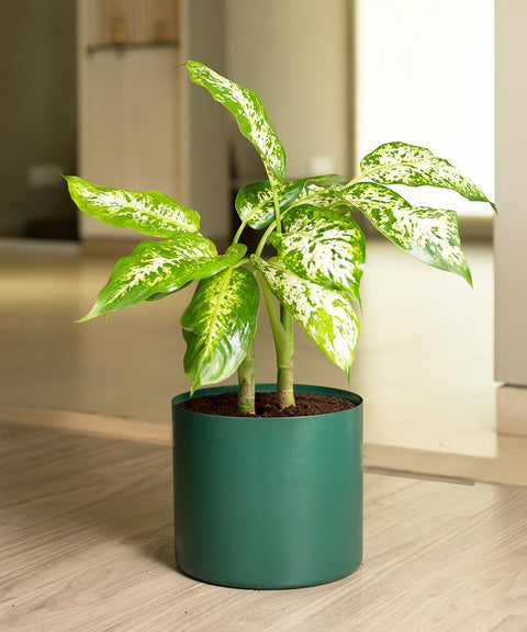 Dieffenbachia Cheetah with Zen Planter