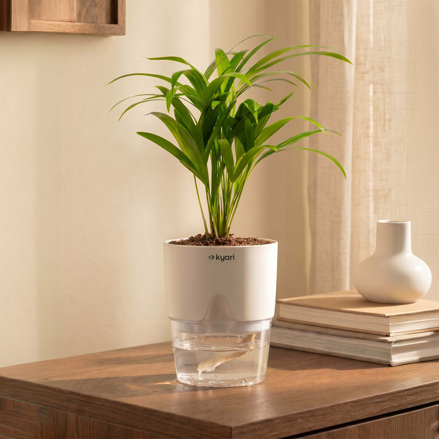 Areca Palm Plant With Self Watering Pot
