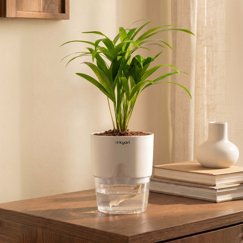 Areca Palm Plant With Self Watering Pot