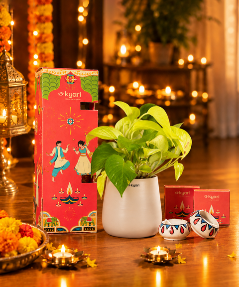 Gleam Hamper - Golden Money Plant With Aura Self Watering Pot