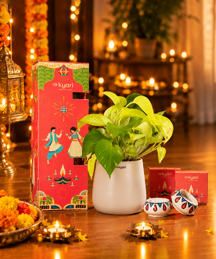 Gleam Hamper - Golden Money Plant With Aura Self Watering Pot