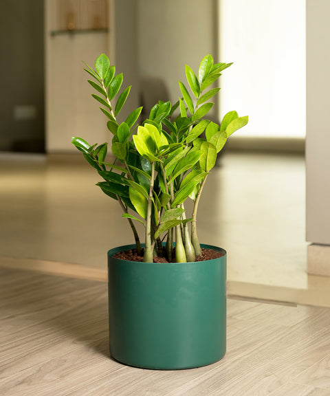 ZZ Green with Zen Planter