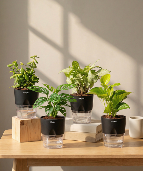 Home Decor Plant Set (4 Pack)