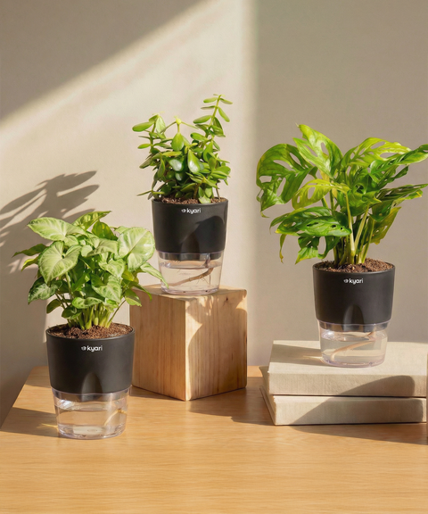 Stress Relief Indoor Plant Trio