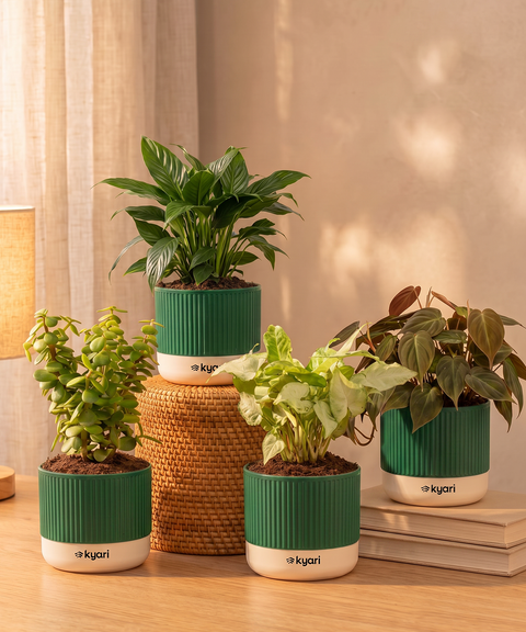 Air purifying Combo - Set of 4 Self Watering Plants
