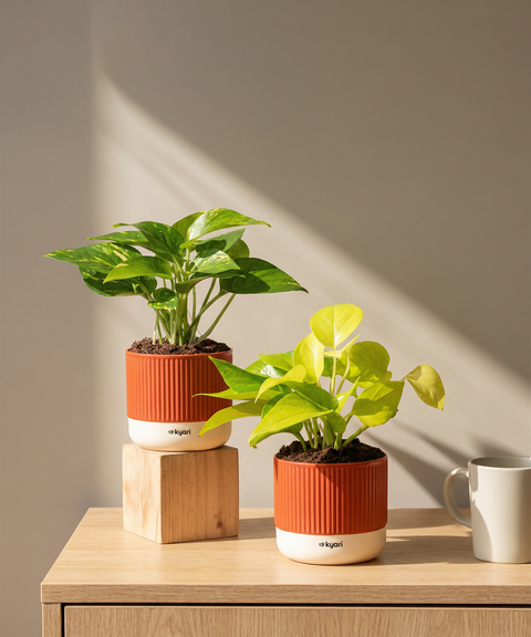 Lucky Money Plant Duo