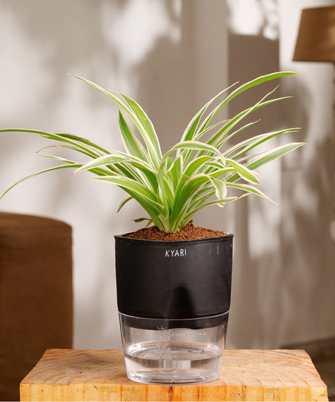 Spider Plant - BYOB