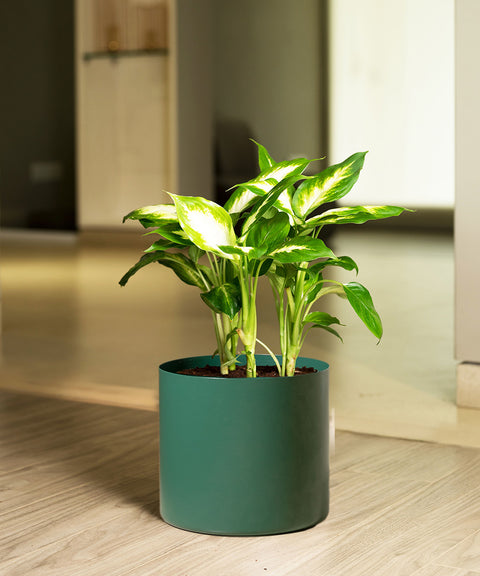 Dieffenbachia with Zen Planter