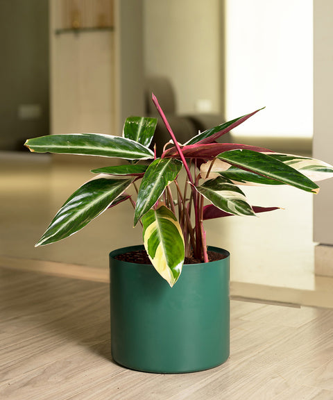 Calathea Triostar with Zen Planter