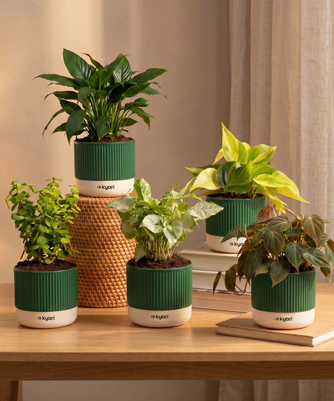 Air purifying Combo - Set of 5 Self Watering Plants