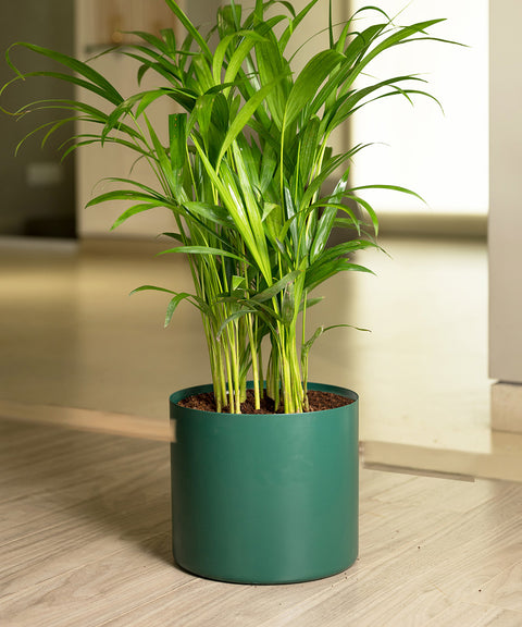 Areca Palm with Zen Planter