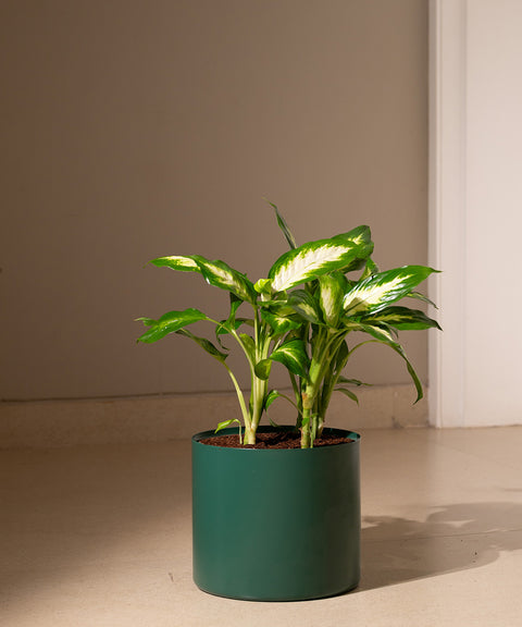 Dieffenbachia with Zen Planter