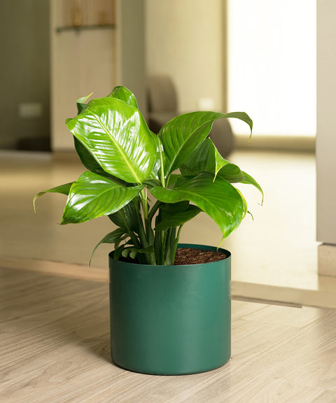 Peace Lily with Zen Planter