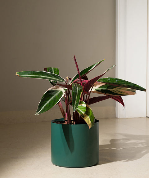 Calathea Triostar with Zen Planter