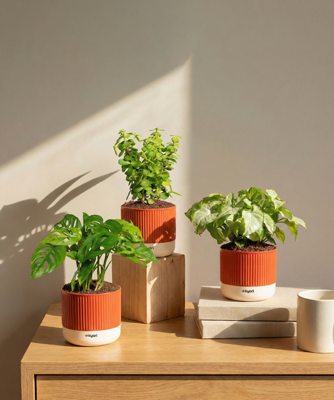 Stress Relief Indoor Plant Trio