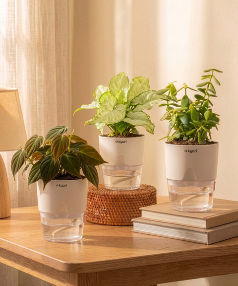 Kyari Combo of 3 Indoor Plants - Jade, Syngonium White & Philodendron Micans with Poetic White Self Watering Pot - Live Plants for Home Decor & Living Room - Low Maintenance Plant Set