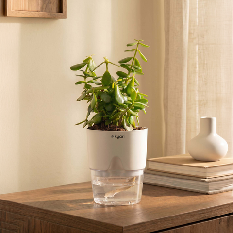 Lucky Jade Plant With Self Watering Pot