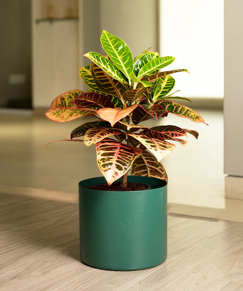 Croton Petra with Zen Planter