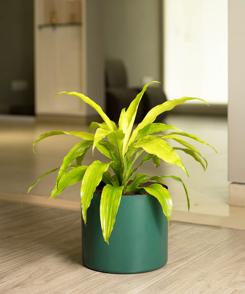 Golden Dracaena with Zen Planter