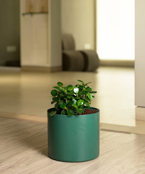 Ficus Microcarpa with Zen Planter