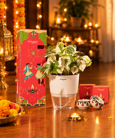 Gleam Hamper -  Money N' Joy Plant With Poetic Self Watering Pot