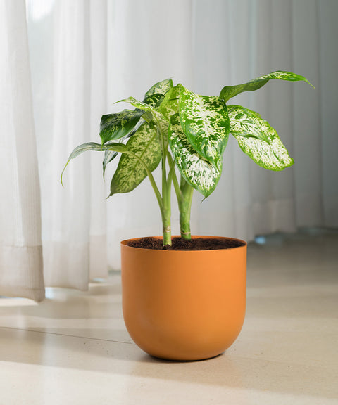 Dieffenbachia Cheetah with Arbor planter