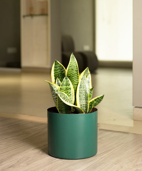 Sansevieria Zeylencia Golden with Zen Planter