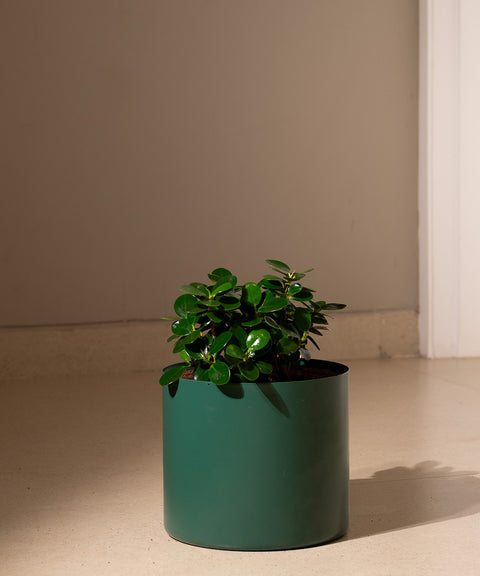 Ficus Microcarpa with Zen Planter