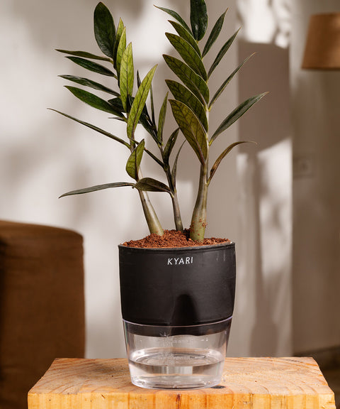 ZZ - Zamia Black Plant