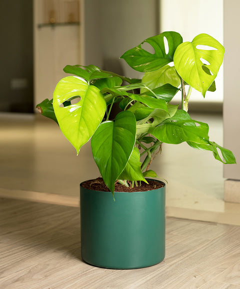 Monstera Deliciosa with Zen Planter