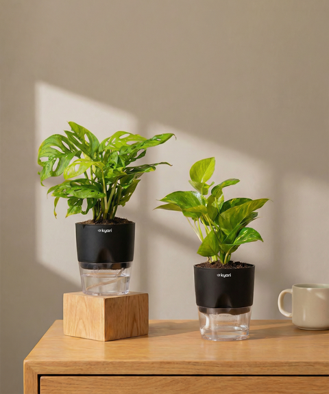 Easy Care Home Decor Combo