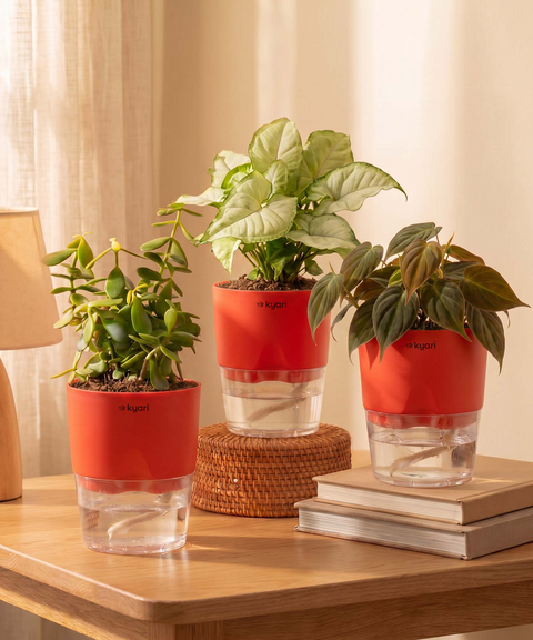 Air Purifying Combo - Set of 3 Self Watering Plants