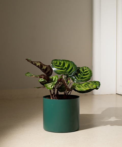 Calathea Peacock with Zen Planter