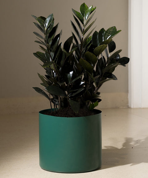 ZZ Black with Zen Planter