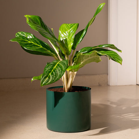 Aglaonema Ice Plant with Zen Planter