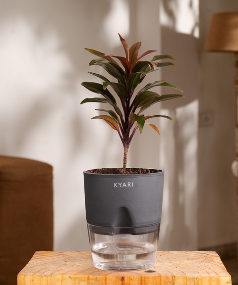 Rhoeo tricolor Black Plant - BYOB