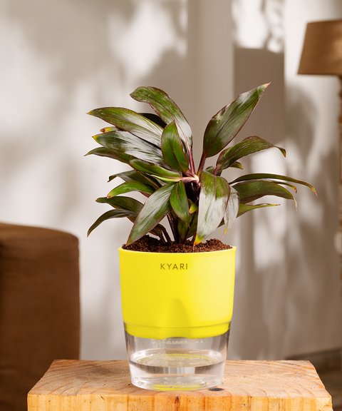 Dracaena Compacta Plant - BYOB