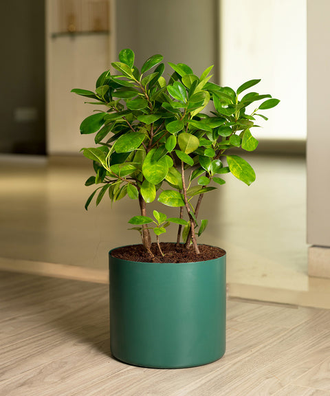 Ficus Moclame Plant with Zen Planter