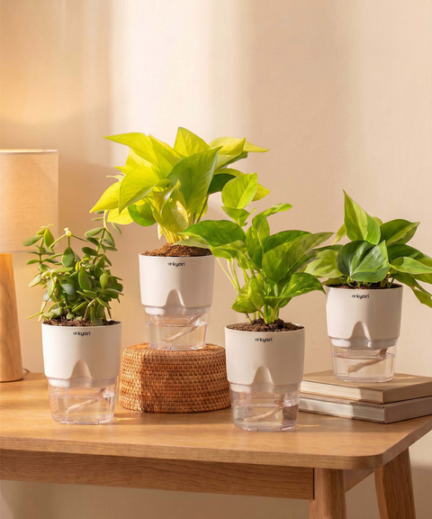 Kyari Combo of 4 Indoor Plants - Jade, Green Money, Golden Money & Philodendron Oxycardium with Poetic White Self Watering Pot - Live Plants for Home Decor & Living Room - Air Purifying Plant Set